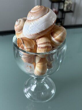 Decoration Seashell Natural Hermit Crab Shells lot of 13ps